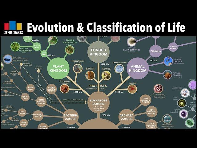 Evolution & Classification of Life | From Single Celled Bacteria to Humans