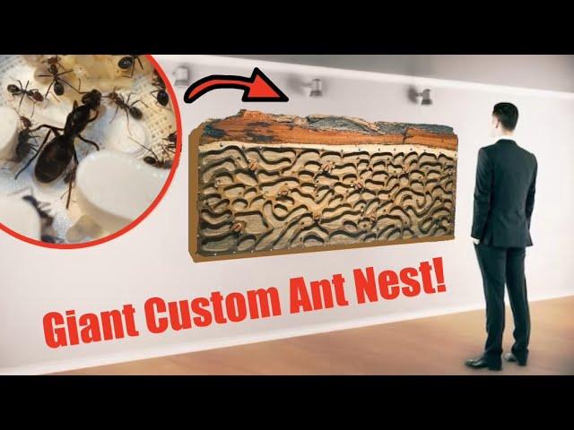 The Biggest Queen Ant Nest Move Ever? Massive Meat Ant Colony Move!