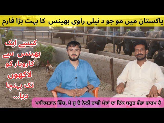 World top nili Ravi Buffalos | Best farm in Pakistan | Punjab da station