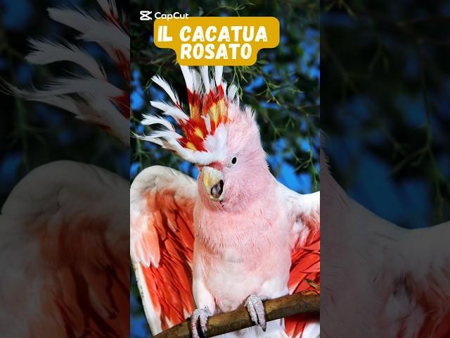 Il cacatua rosato