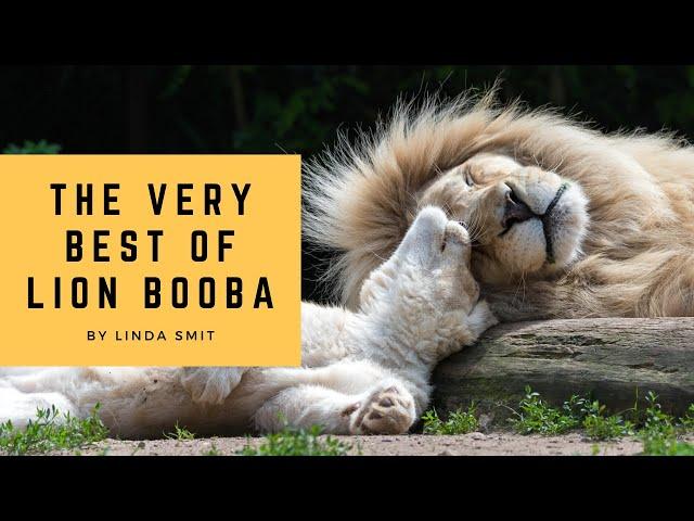 Life at the zoo | The very best of lion Booba. Such a loving father. Do lions sneeze?