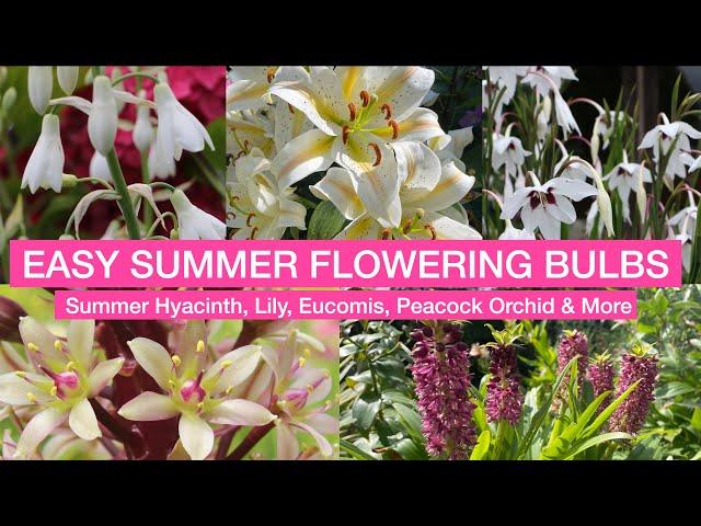 EASY SUMMER FLOWERING BULBS – Summer Hyacinth, Lily, Eucomis, Peacock Orchid & More