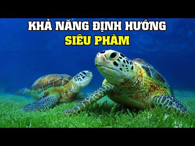 Khả Năng Định Hướng Của Động Vật | Khám Phá Thế Giới Động Vật Hoang Dã