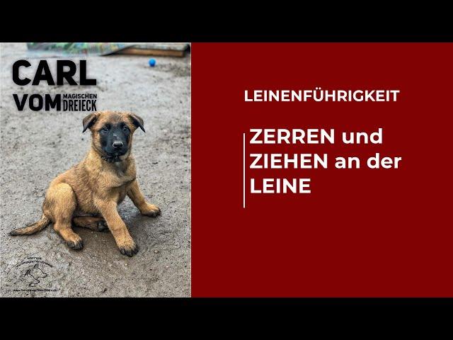 Dein Hund zerrt und zieht an der Leine. Damit kann für immer Schluss sein. Neue Methode.