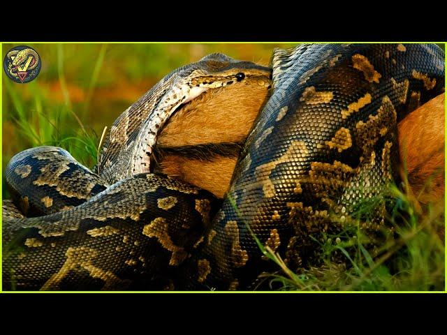 Insane Moments Python Attack And Swallow Their Prey In Sight | Animal Fighting