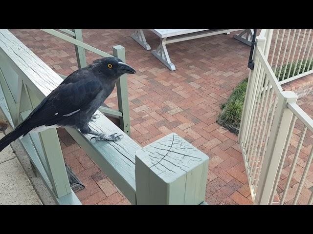 Feeding the Pied Currawong