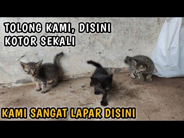 AKHIRNYA 3 ANAK KUCING MALANG INI , BISA DI ADOPSI WALAUPUN HUJAN BADAI MENGHADANG‼️