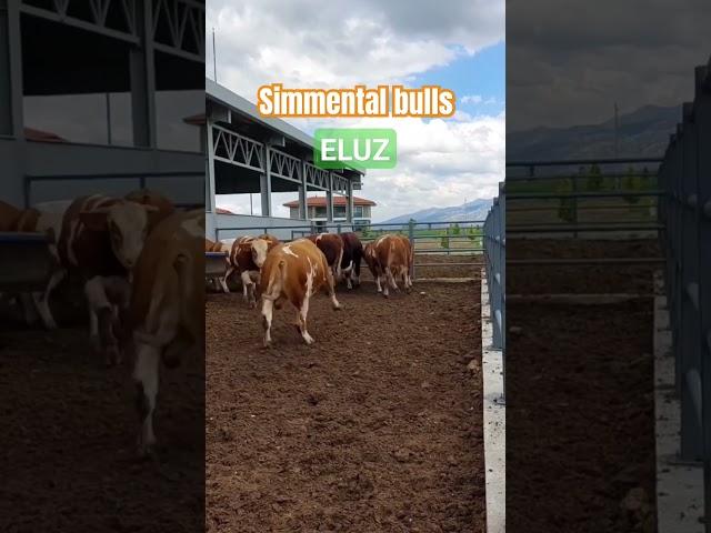 Simmental Bulls #simmental #2024 #molboqish #cow