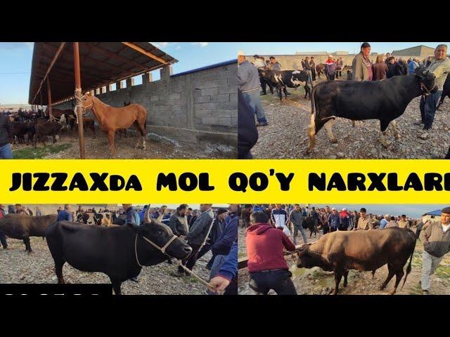 JIZZAX OSIYO MOL QO'Y BOZORI NARXLARI ЖИЗЗАХ ОСИО ЧОРВА МОЛ БОЗОРИ 30.06.24 #жиззах #rek #ozod