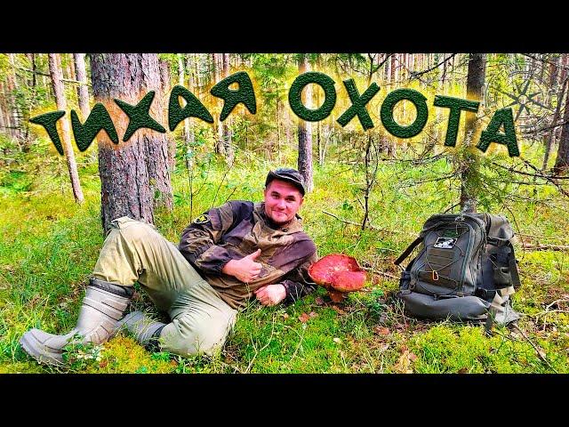 ГРИБЫ !!! ЛЕНИНГРАДСКАЯ ОБЛАСТЬ ! ЛУЖСКИЙ РАЙОН