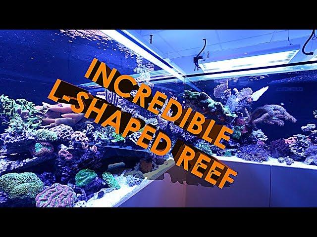 INCREDIBLE L-SHAPED REEF AQUARIUM (3500 LITRES)!!