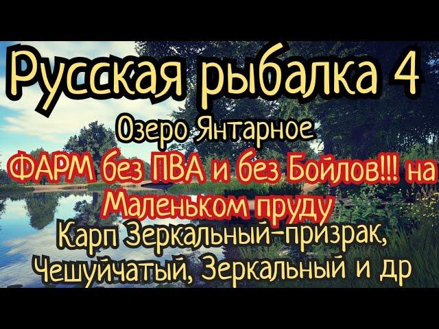 РР4. озеро Янтарное. ФАРМ без ПВА и Бойлов! Где ловить Карп Чешуйчатый, Зеркальный, Рама  и Призраки