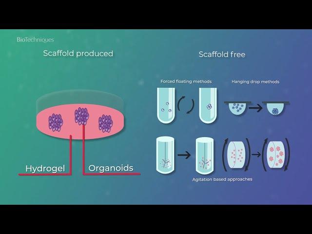 3D cell cultures: improving drug candidate testing