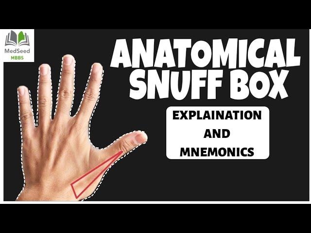 Anatomical Snuff box- Anatomy explained!