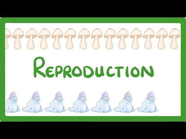 GCSE Biology - Sexual vs Asexual Reproduction - What is Asexual Reproduction?  #71