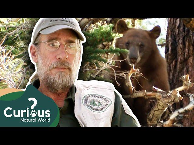 The Bear Wrangler - Steve Searles | The Bear Whisperer | Documentary | Curious?: Natural World