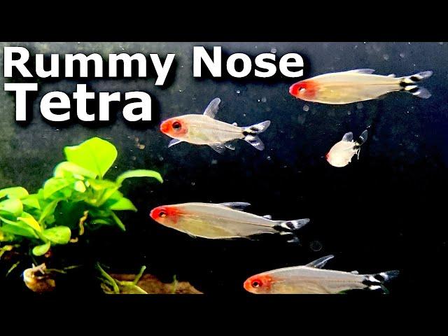 Rummy Nose Tetra Care Guide | Best Schooling Fish