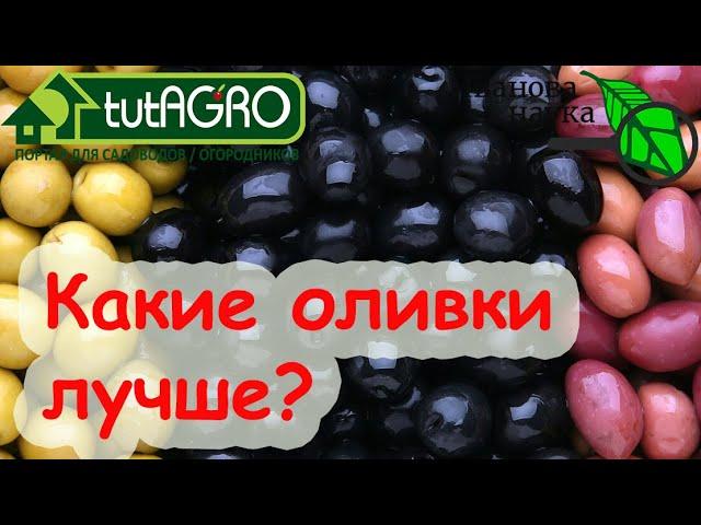 НАТУРАЛЬНЫЕ или КРАШЕНЫЕ? Выбираем оливки и маслины по вкусу, цвету и пользе.