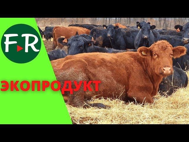 Мясной скот абердин-ангусской породы. Зимнее содержание в загонах. Ферма Экопродукт