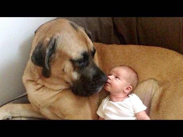 English Mastiff and Baby Compilation