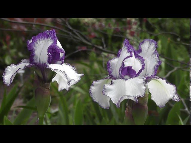 Iris morado: Una flor divina