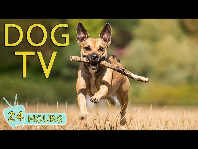 DOG TV: Videos for Dogs to Prevent Boredom When Home Alone - Collection Tunes to Relax for Dog