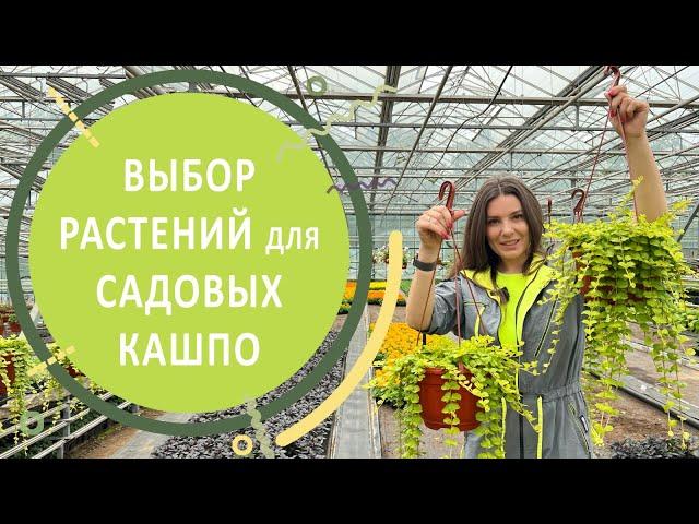 Как выбирать растения для садовых кашпо