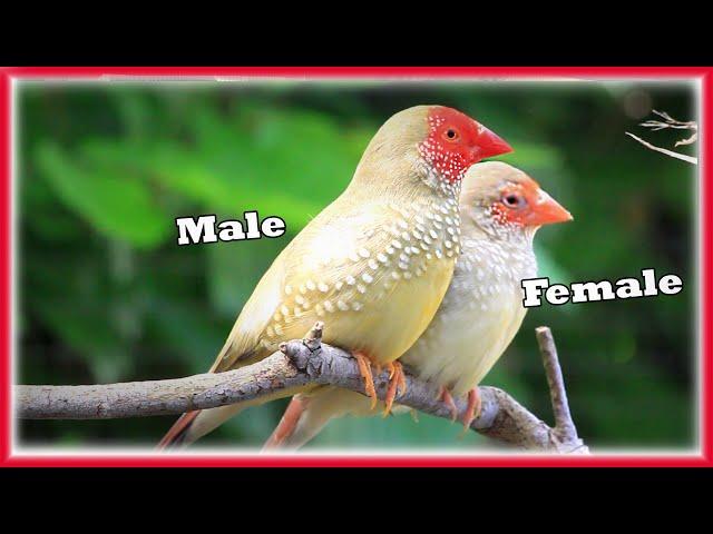 Tips for Keeping and Breeding STAR FINCHES, Aviary Birds