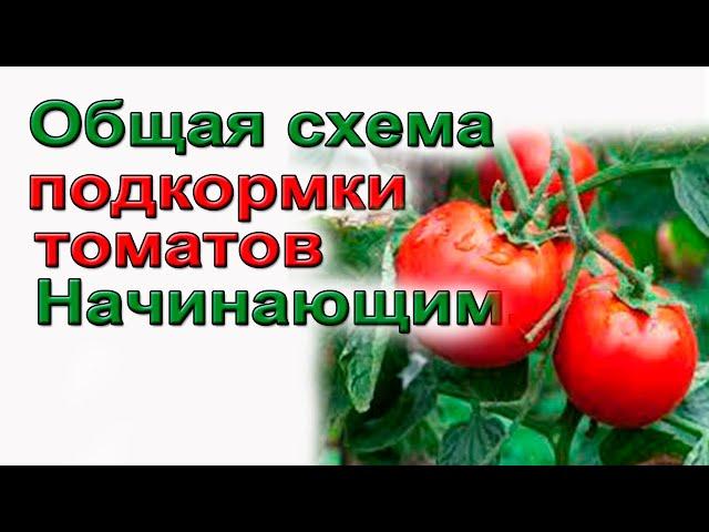 Советую.Полная схема подкормки томатов.