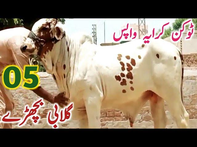 Cholistani Gulabi Bachre Qurbani 2025 || Global Village Farming