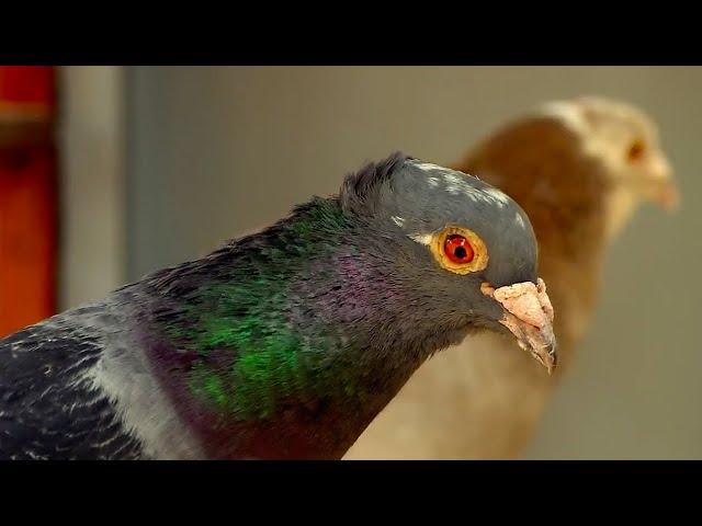 Homing Pigeon: A Bird-brained Idea | Extraordinary Animals | Series 2 | BBC Earth