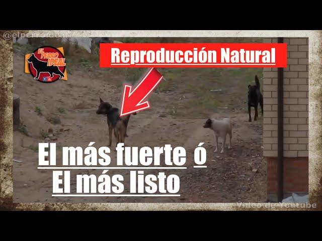 REPRODUCCIÓN EN PERROS CALLEJEROS | Selección natural el más fuerte o el más oportuno