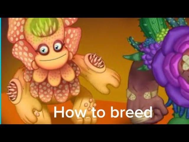 How to breed epic barrb on fire haven! CONFIRMED COMBO!