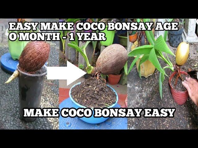 CARA MUDAH MEMBUAT BONSAI KELAPA DENGAN MUDAH, HOW TO MAKE COCO BONSAY EASY