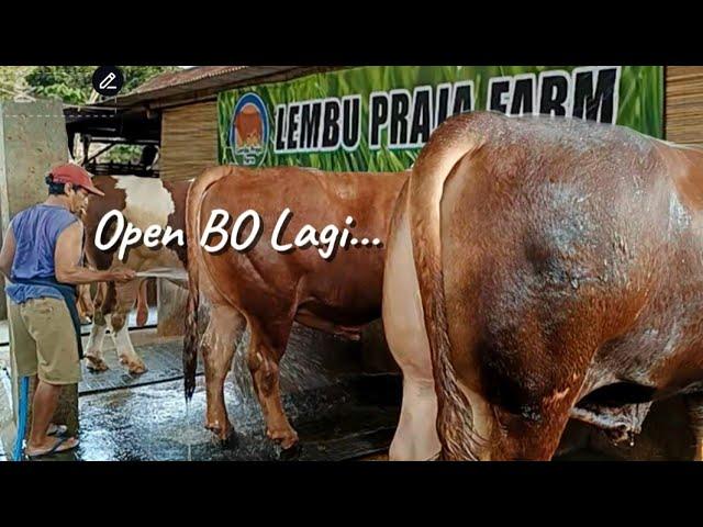 Beli Sapi Qurban Jumbo 2025 Lebih Ringan‼️