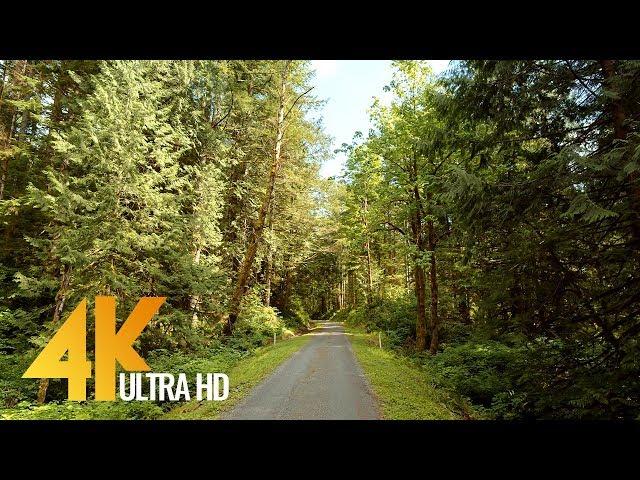 4K Snoqualmie Forest Walk - Virtual Hike Video with Nature Sounds - 10Bit Color