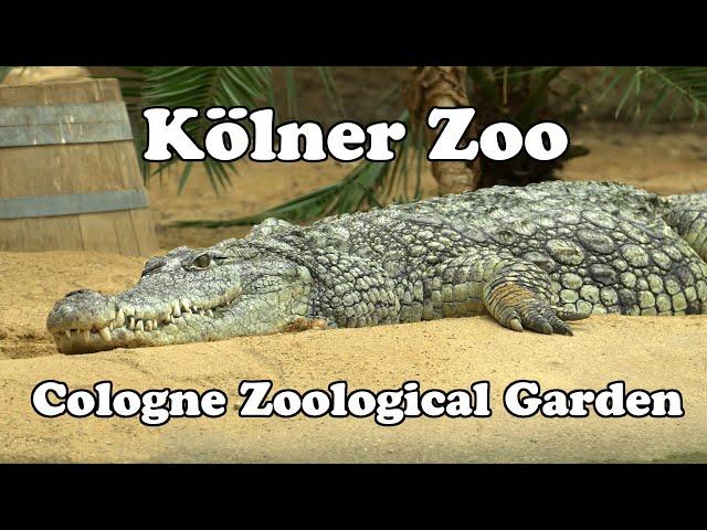 Cologne Zoological Garden, Germany, kölner Zoo, Deutschland  4K HDR