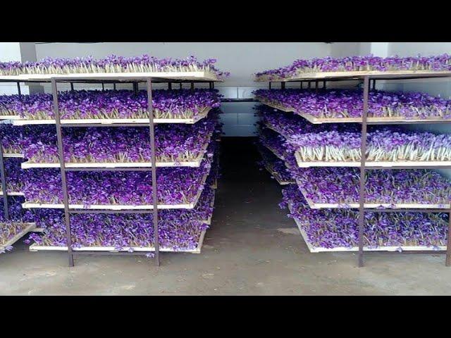 How to Farming Saffron? Saffron agriculture process,Vertical Saffron production