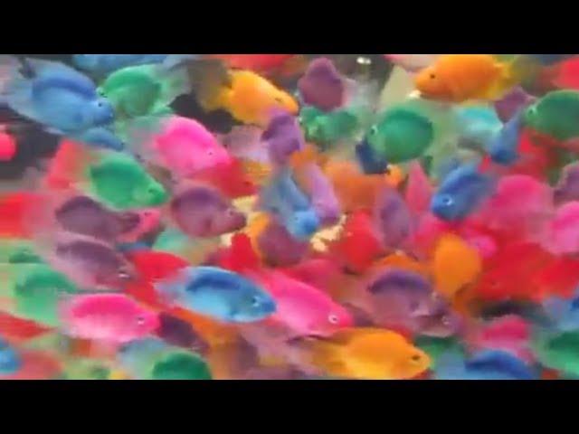 اسماك الزينة.صبغ سمكة الببغاء وجمال الوانها .Parrot fish