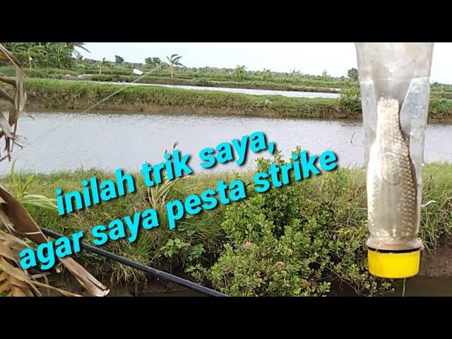 tips dan trik mancing ikan belanak,  menggunakan botol.