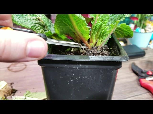 Deadheading & Pruning Primulas! Primrose Deadheading