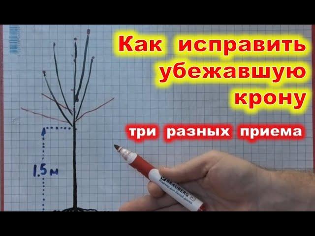 Как ИСПРАВИТЬ убежавшую КРОНУ молодого дерева. Переформировка черешни, груши, абрикоса.