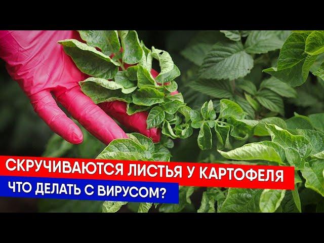 Скручиваются листья у картофеля - что делать с вирусом?