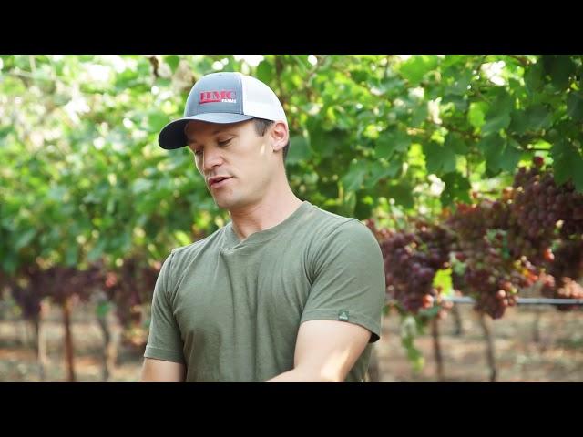 On the Ranch with Farmer Drew: How table grape vines grow