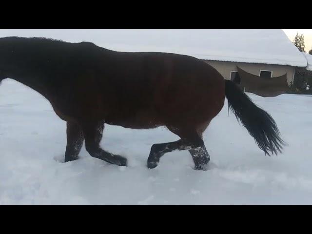 Irish highsteps through record 25 inches of fresh snowfall, in 1 day.