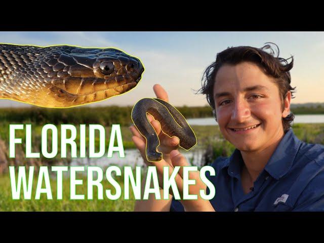 The Water Snakes of Florida: Everything You Need To Know!