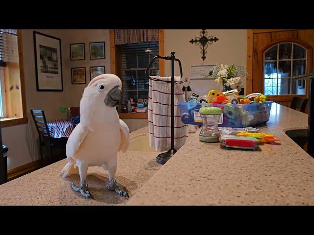 Getting Ready For Work With A Cockatoo