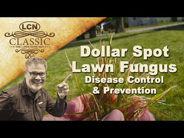 Dollar Spot Lawn Fungus | Disease Control and Prevention