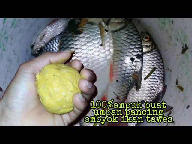 Racikan Umpan ikan tawes Cocok untuk Pancing Ombyok