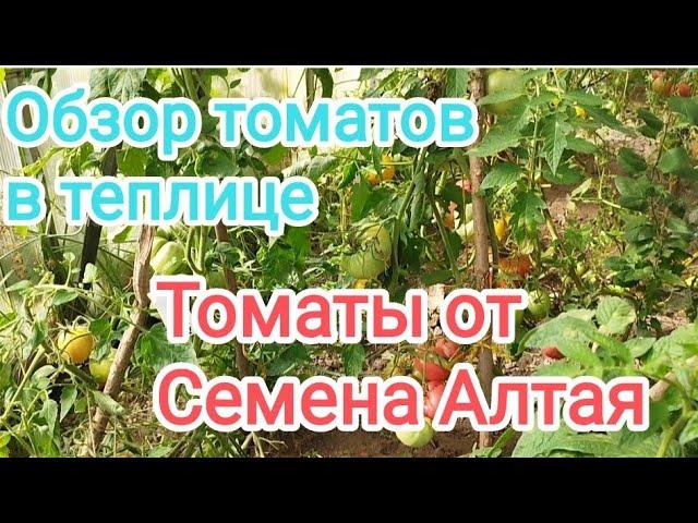 Обзор томатов в теплице. Сезон 2024.Томаты от Семена Алтая.